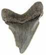 Serrated, Angustidens Tooth - Megalodon Ancestor #54144-1